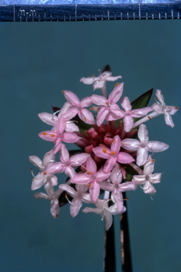 APII jpeg image of Pimelea linifolia  © contact APII