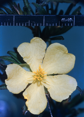 APII jpeg image of Hibbertia diffusa  © contact APII