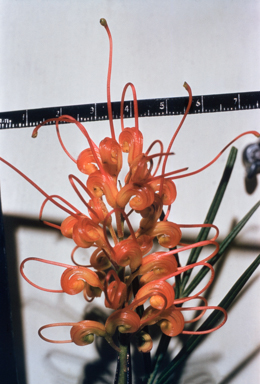 APII jpeg image of Grevillea longistyla  © contact APII