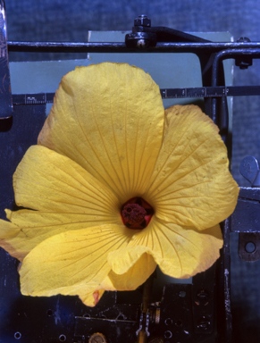 APII jpeg image of Hibiscus divaricatus  © contact APII