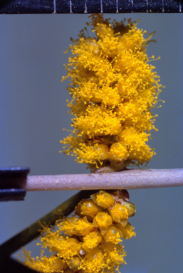 APII jpeg image of Acacia burkittii  © contact APII