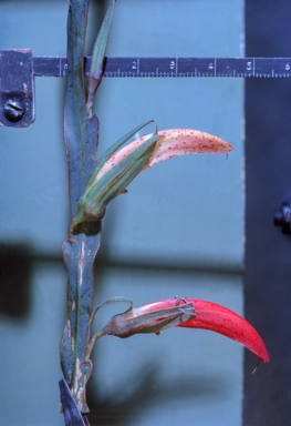 APII jpeg image of Leptosema aphyllum  © contact APII