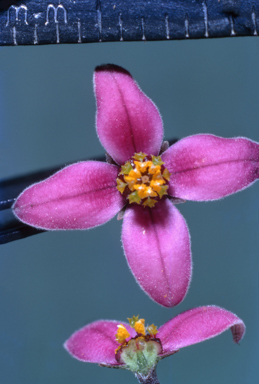 APII jpeg image of Boronia fraseri  © contact APII