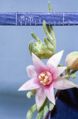 APII jpeg image of Boronia lanuginosa  © contact APII