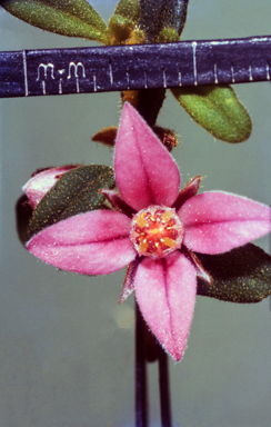APII jpeg image of Boronia obovata  © contact APII