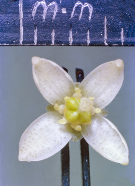 APII jpeg image of Melicope broadbentiana  © contact APII