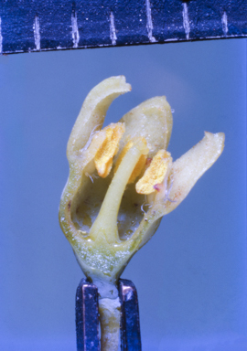 APII jpeg image of Santalum lanceolatum  © contact APII