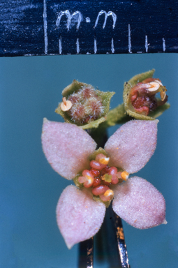 APII jpeg image of Zieria cytisoides  © contact APII