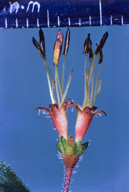 APII jpeg image of Pomax umbellata  © contact APII