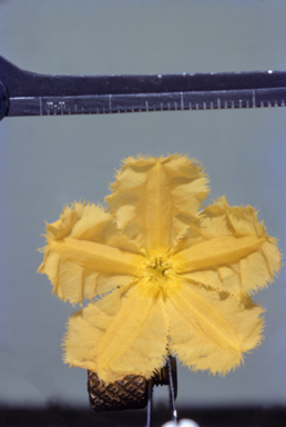 APII jpeg image of Nymphoides geminata  © contact APII