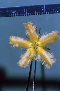 APII jpeg image of Nymphoides crenata  © contact APII