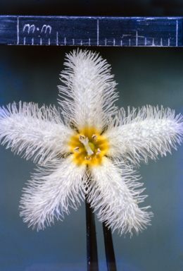 APII jpeg image of Nymphoides indica  © contact APII