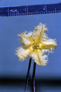 APII jpeg image of Nymphoides crenata  © contact APII