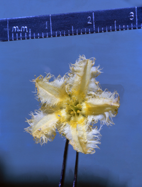 APII jpeg image of Nymphoides exiliflora  © contact APII