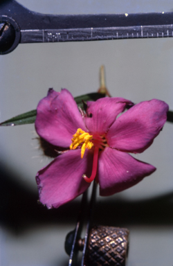 APII jpeg image of Osbeckia australiana  © contact APII
