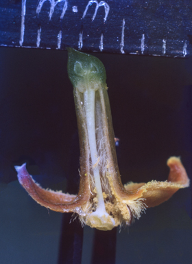 APII jpeg image of Cyclophyllum coprosmoides  © contact APII