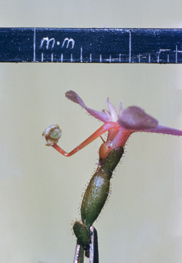 APII jpeg image of Stylidium graminifolium  © contact APII