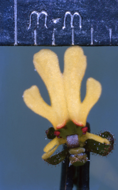 APII jpeg image of Stylidium schizanthum  © contact APII