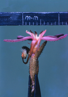 APII jpeg image of Stylidium graminifolium  © contact APII