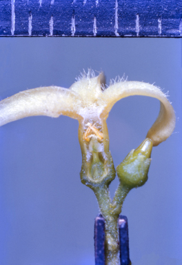 APII jpeg image of Alstonia constricta  © contact APII