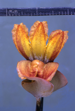 APII jpeg image of Goodenia connata  © contact APII