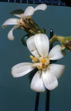 APII jpeg image of Olearia microphylla  © contact APII