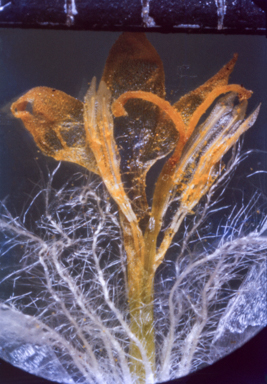 APII jpeg image of Craspedia variabilis  © contact APII