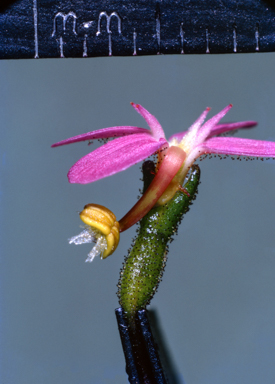 APII jpeg image of Stylidium lineare  © contact APII