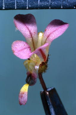APII jpeg image of Levenhookia chippendalei  © contact APII