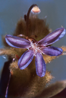 APII jpeg image of Scaevola revoluta  © contact APII