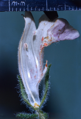APII jpeg image of Chloanthes parviflora  © contact APII