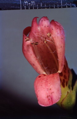 APII jpeg image of Eremophila  © contact APII