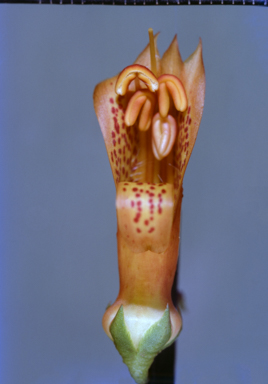 APII jpeg image of Eremophila maculata  © contact APII