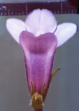APII jpeg image of Eremophila elderi  © contact APII