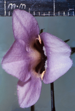 APII jpeg image of Eremophila elderi  © contact APII