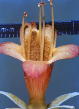 APII jpeg image of Eremophila latrobei  © contact APII