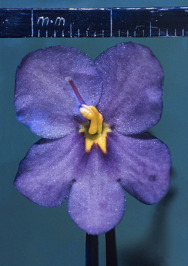 APII jpeg image of Boea hygroscopica  © contact APII