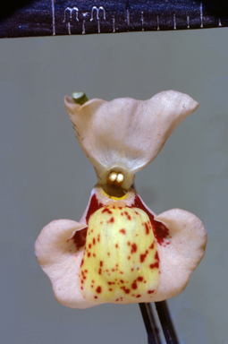 APII jpeg image of Utricularia fulva  © contact APII