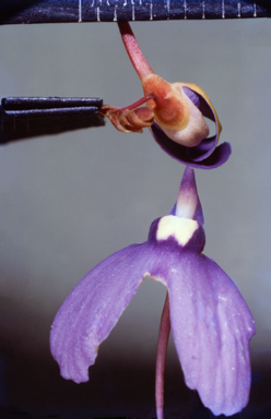 APII jpeg image of Utricularia leptoplectra  © contact APII