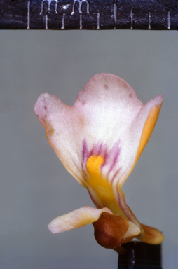 APII jpeg image of Utricularia albiflora  © contact APII