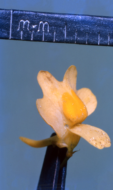 APII jpeg image of Utricularia chrysantha  © contact APII