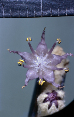 APII jpeg image of Newcastelia spodiotricha  © contact APII
