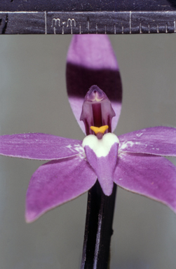 APII jpeg image of Glossodia  © contact APII