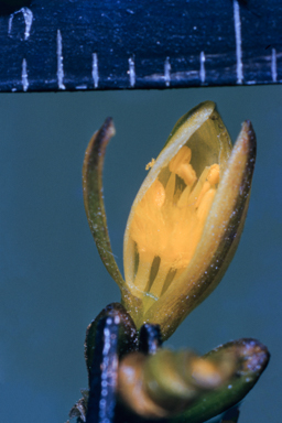 APII jpeg image of Tricoryne elatior  © contact APII