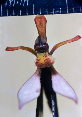 APII jpeg image of Eriochilus cucullatus  © contact APII