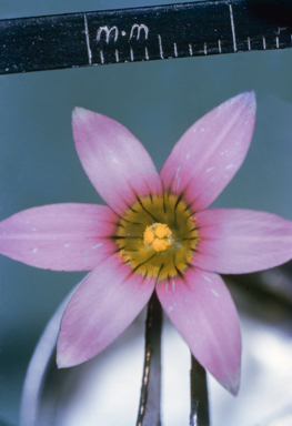 APII jpeg image of Romulea rosea  © contact APII