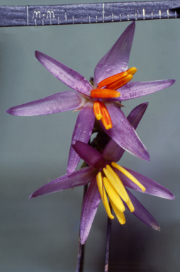 APII jpeg image of Calectasia cyanea  © contact APII