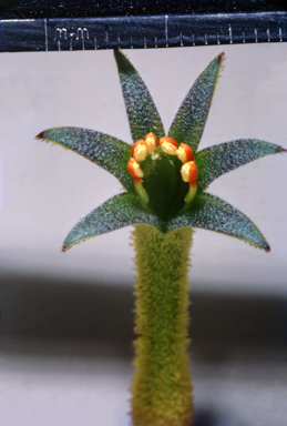 APII jpeg image of Anigozanthos flavidus  © contact APII