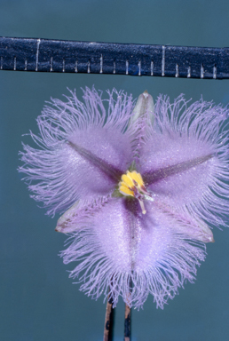 APII jpeg image of Thysanotus chinensis  © contact APII
