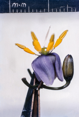 APII jpeg image of Dianella  © contact APII